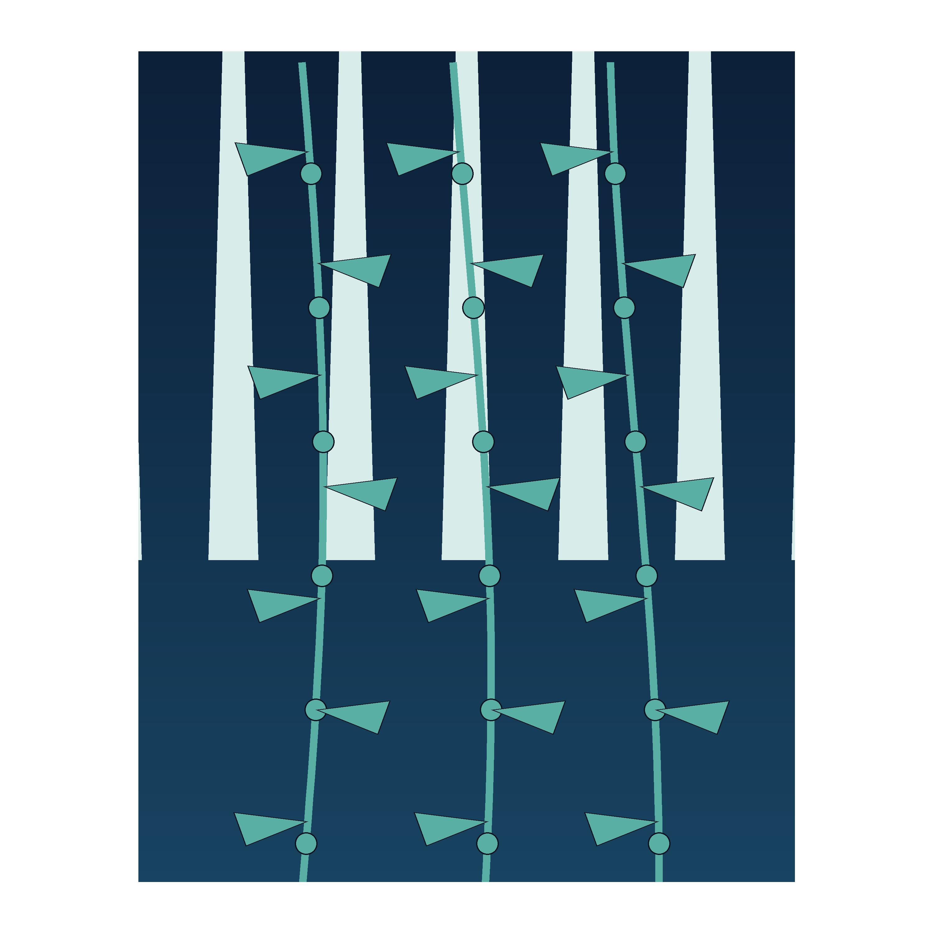 Kelp Forest