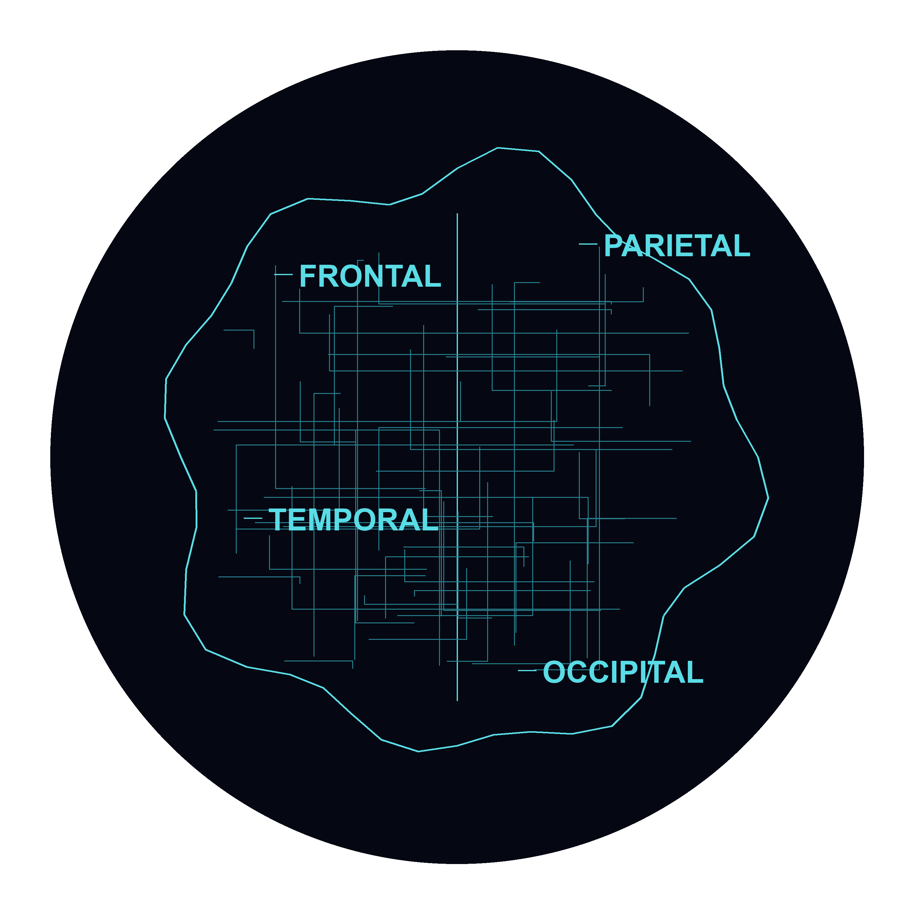 Brain Schematic
